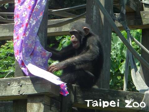 Quenching the Summer Heat is Crucial for Animals – Reactions of Different Animals Enjoying Shaved Ice