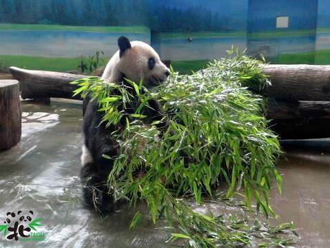 今年竹子品質良好，大貓熊家族進食竹葉的狀態也比往年好上許多