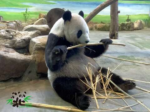 大貓熊團團專心啃竹竿