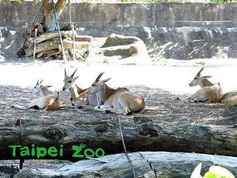 現在大家只要到「非洲動物區」就可以看到伊蘭羚羊寶寶「妮可」哦