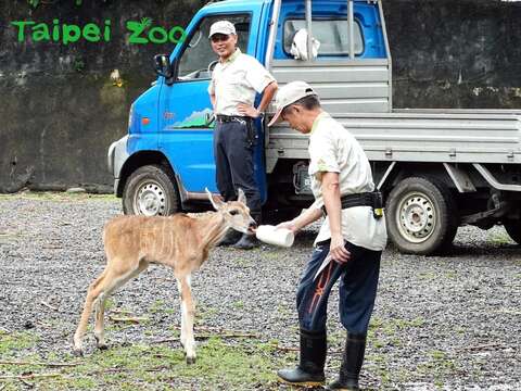 一位保育員餵「妮可」喝奶時，另一位在旁戒護