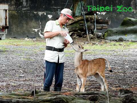 保育員用奶瓶將「妮可」單獨引誘到一旁，才能順利餵牠喝奶