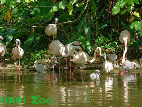 動物園水禽區教室開游泳訓練課程，報名的學生清一色是今天8月後陸續出生的大紅鶴寶寶(詹德川攝)