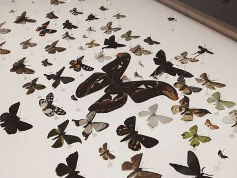 「森山蛾」展出珍貴蛾類標本。（圖／Eva Chen）