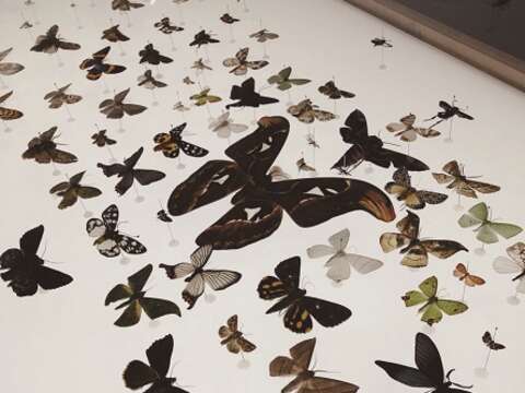 「森山蛾」展出珍貴蛾類標本。(圖/Eva Chen)