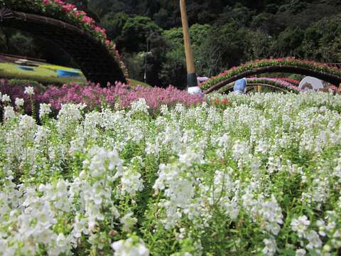 天使花海