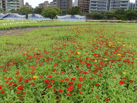 美堤河濱花海，花開約2成