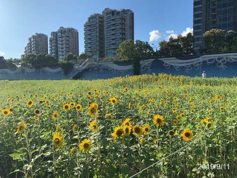 美堤河濱公園向日葵花海約開七成