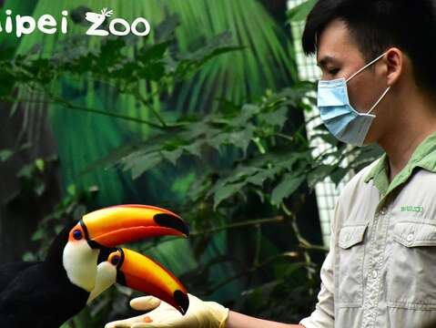 目前在兒童動物區和穿山甲館都可以看到保育員工作的模樣