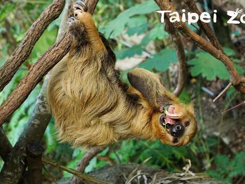動物餵食有學問、時間大小黑白切