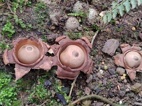 可愛的蕈類叫做《地星》，學名為Geastrum spp.，英名為Earth Star，還有個特別的日文名字叫ヒメツチグリ（姬土栗）