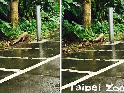 動物園工作人員在園區巧遇穿山甲