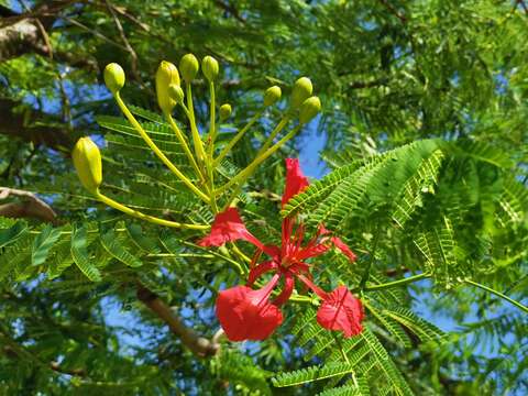 花瓣 5 枚，離生，具長柄，鮮紅色，隨著花開時間長久後逐漸轉變為橙紅色