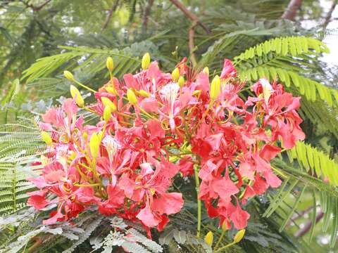花萼 5 裂，基部合生，呈鑷合狀排列，線狀披針形