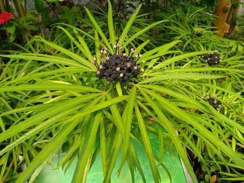臺北典藏植物園驚見神秘黑球!! 五爪木獨特花相吸睛