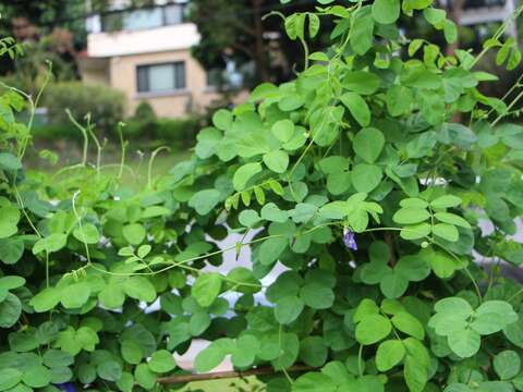 蝶豆花滿滿花青素   仰德2號公園與你相見