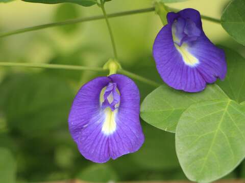 花呈深藍色引人注目