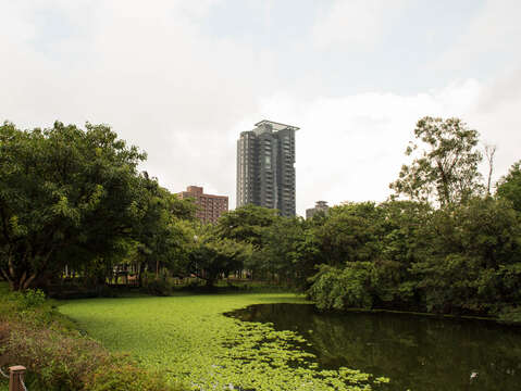 如今綠意盎然的大安森林公園,已成為城市綠洲,但過去的故事依舊值得被記錄下來,作為城市記憶的一部分。