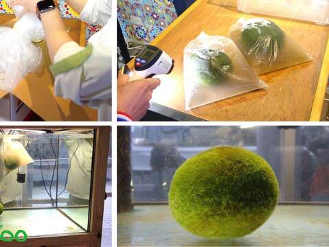 Natural Marimo Moss Balls Introduced to the Zoo