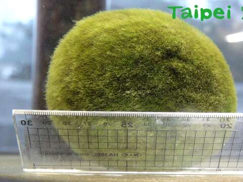 Natural Marimo Moss Balls Introduced to the Zoo