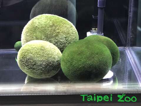 Natural Marimo Moss Balls Introduced to the Zoo