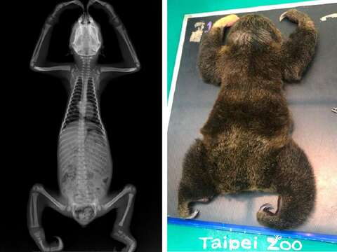 獸醫師為二趾樹獺寶寶「葉紫」進行健康檢查，拍攝X光。