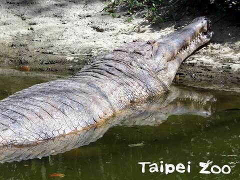 馬來長吻鱷是動物園裡體型最大的爬蟲動物