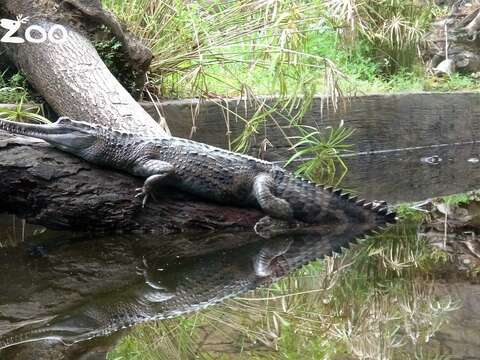 馬來長吻鱷夏天不是漂浮在水面，就是在淺水處休息曬太陽