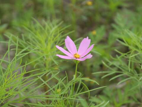花開有時 花落亦有時