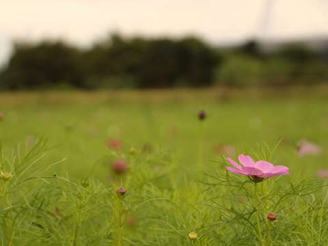 花兒會慢慢地開