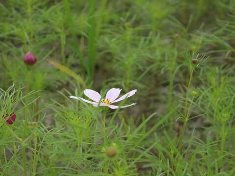期待花開.