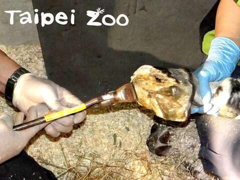 獸醫師發現，非洲野驢的蹄比一般的有蹄動物堅硬許多，修蹄的作業的困難度高，相對修蹄所花的時間，也比其他的動物們長