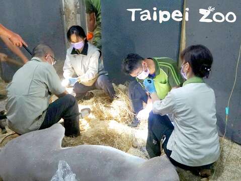 這次健檢的重點項目之一就是「修蹄」