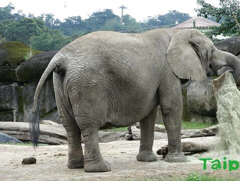 非洲象的體重可達到4公噸，力氣非常大(「甩沙包)