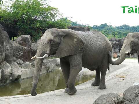非洲象的聽覺和嗅覺十分靈敏，能藉由耳朵和鼻子來辨識人的聲音及氣味