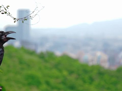 倘佯山林間除了可欣賞美景，還可以看到各式各樣生態景觀.JPG