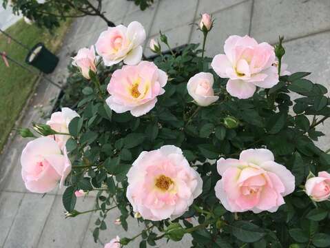 白桃妖精White Peach Ovation