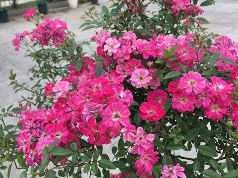 花朵迷你的”紅蓮”