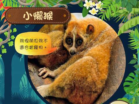 遊客透過LINE加【鼠鼠生豐 迎新年】為好友，前往熱帶雨林區即可體驗喔！
