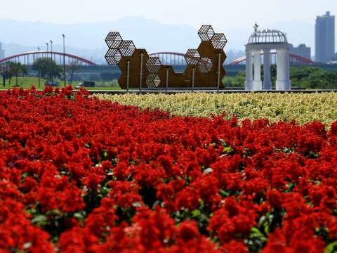 冬季美景限時欣賞 古亭河濱公園花海盛開