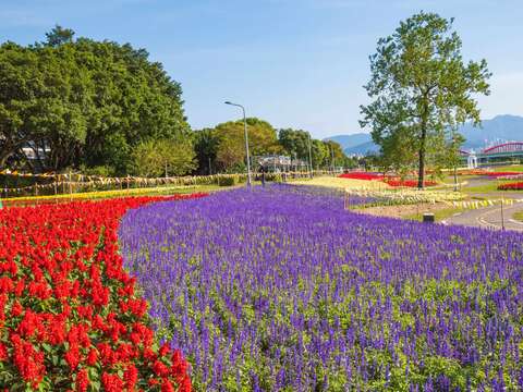 不用花大錢出國,台北市也有可媲美北海道「富良野」美麗花海的地方!