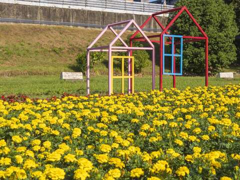 黃色的萬壽菊 讓花海顏色更多活潑生動