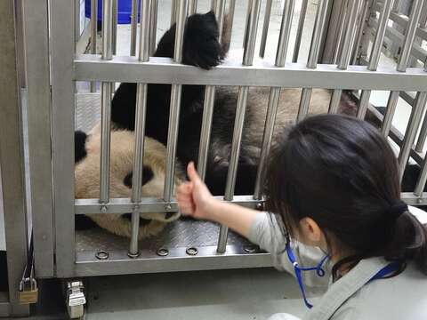 「團團」完全躺下後，保育員比了往上的手勢，鼓勵他坐起來