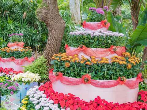 「生日快樂」以9種菊花新品種妝點兩座高2.6米及1.8米的大蛋糕