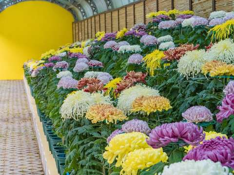 「大菊品種展示」展示近百品種公園處同仁自行培育的各式大菊