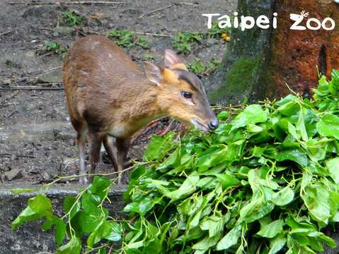 響應國際素食日(1125)，邀請大家從吃素食開始做起，共同節能減碳，愛地球！