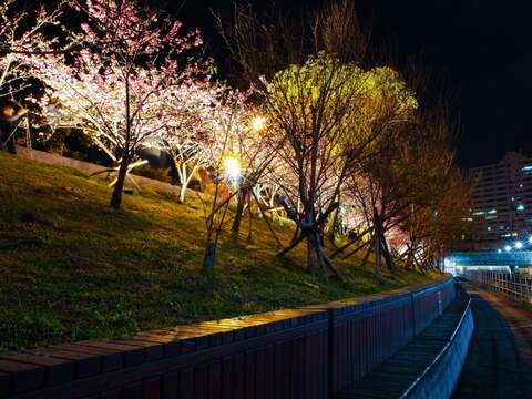 樂活公園夜櫻一景