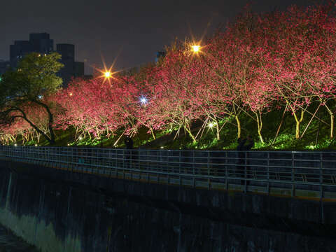 樂活夜櫻季