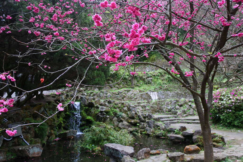 陽明山花季