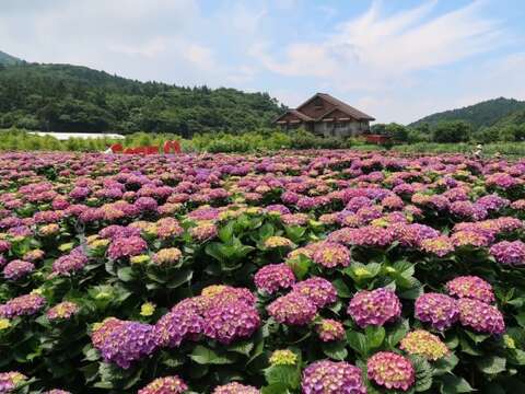 竹子湖繡球花